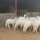 خرفان جبره مناسبات ومبادي وتيوس احدرفيده