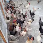 دجاج فيومي وبلدي للبيع