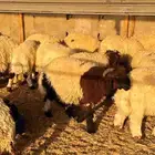 جذعان وهرفى