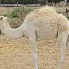 حاشي للقصب 9 شهور