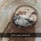 زواج حمام للبيع