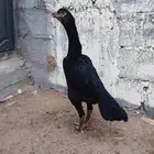 شامو الماني دم هزاز