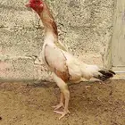 شامو الماني هزاز
