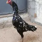 شامو الماني