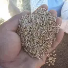 حب حنطة بر عثري اسمر