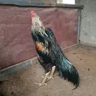 شامو الماني دم هزاز