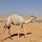 بكره شقحا على بعير زعل الديحاني