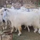 معزا مصريات فواااخر