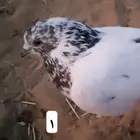 السلام عليكم نعرض لكم جوزين حمام السعر 50