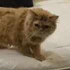 قط للتبني بمبلغ رمزي 300