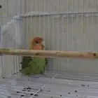 زوج روز مع القفص و2 كيلو حب