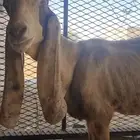 مشروكه تحتها تيس فاخر