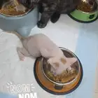 قطط منقذة للتبني