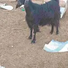 عنز سديس دافع على كلام راعيها لا يسوم الا صامل