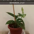 نبات داخلي مونستيرا مونكي سنجونيوم بوتس الوكاسيا العنكبوت