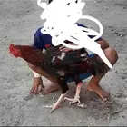 دجاج باكستاني على 120