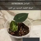الوكاسيا امازونيكا وبوصيلات الوكاسيا كوبرا