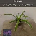 نبات داخلي مونستيرا مونكي سنجونيوم بوتس الوكاسيا سماد