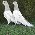 زوج باكستاني سليتي