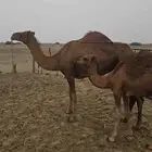 ناقه طيبه تحتها قعود عمره القعود اكثر من سبعة أشهر