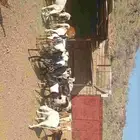للبيع غنم صحتها ممتازه جداا