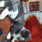 قطه شيرازيه بعمر 6 للتبني بجميع اغراضها
