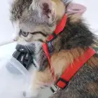 قطط شيرازية مهجنة للتبني
