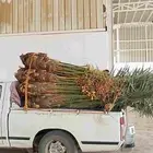 يوجد جميع انواع النخيل وجميع المقست   053 863 9765