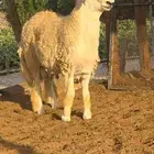 طلي جذع فحل حري