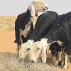 غنم نجد