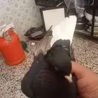 للبيع زوج قطيفي مذيل ومعقد