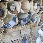 زاجل ازرق للبيع العدد 30 جوز منتج وصحه شرط