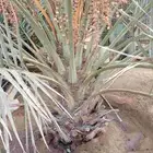 نخل للبيع بجميع أنواعها صقعي هلالي فنخاء مجدول