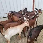 10 تيوس 4 شهور شحم ولحم