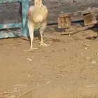 دجاجه باكستانيه