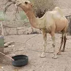جمل