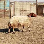 للبيع مراح نعيم جذعات وثنوات مع الفحل