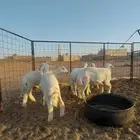 خرفان