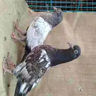 طبات باكستاني بيور