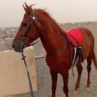 خيل شعبي العمر سنتين معسوف الطول 147سانتي