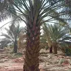 نخل للبيع جثايث ونقايل