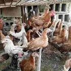 دجاج بلدي العمر ثلاثه شهور ونص العدد حول 45