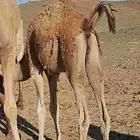 حشيان للبيع لبانيات بريات