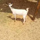 جفره