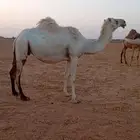 لقحه على بعير طيب