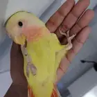 روز اليف ولعوب