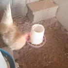 ديوك لوهمان صحه نظافه شرط اذان وتلقيح ب اذن الله البيع سمح