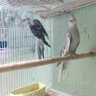 جوز كروان هولندي منتج