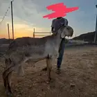 فحل سواكني درماني صنف