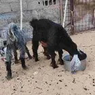 تيس وجفره امها طيبه جدا لي يبغها مقنوي ماشاءالله ولي يبغها ذ